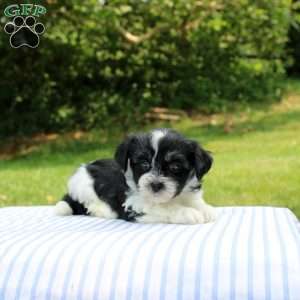 Kamila, Shih-Poo Puppy